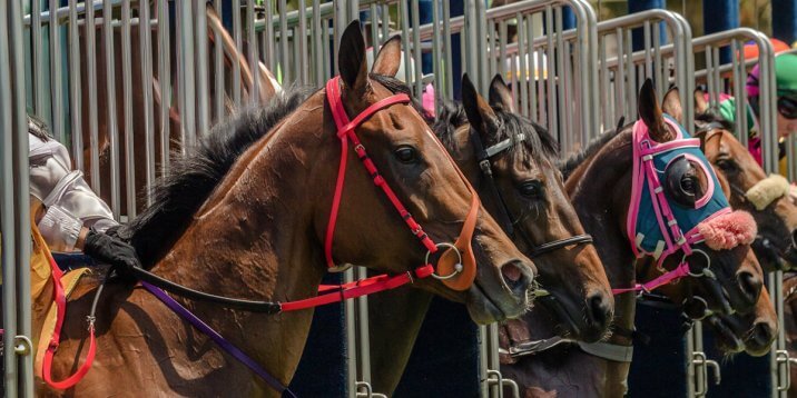 馬主の費用を徹底比較！一口馬主の仕組みと魅力を紹介